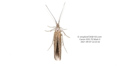 Coleophora versurella