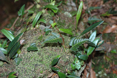 Davallia repens