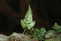 Davallia repens