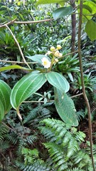 Miconieae