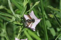 Dianthidium texanum
