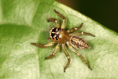 Colyttus