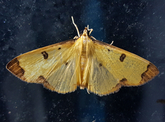 Uncobotyodes patulalis