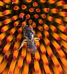 Hemihalictus