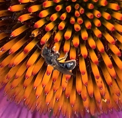 Hemihalictus