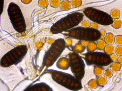 Phragmidium tuberculatum