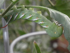 Manduca sexta