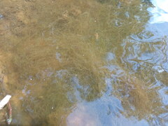 Cladophora glomerata