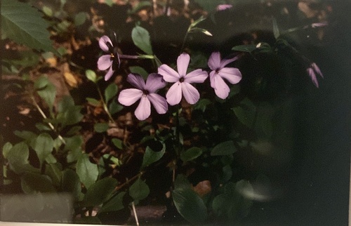 Phlox stolonifera