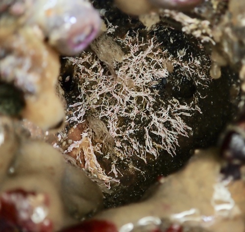 Salmacina tribranchiata