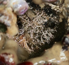 Salmacina tribranchiata image