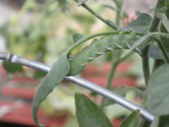 Manduca sexta