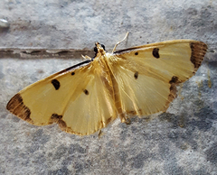 Uncobotyodes patulalis