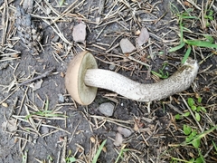 Leccinum schistophilum