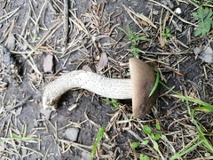 Leccinum schistophilum