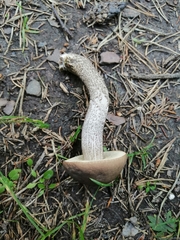 Leccinum schistophilum