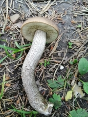 Leccinum schistophilum