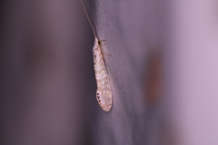 Nectopsyche exquisita