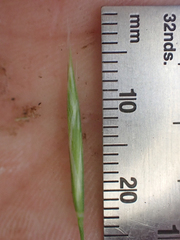 Bromus porteri