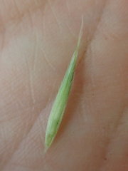 Bromus porteri