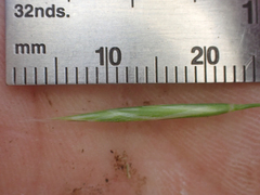 Bromus porteri