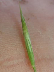 Bromus porteri