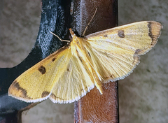 Uncobotyodes patulalis