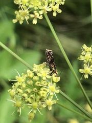 Celypha siderana