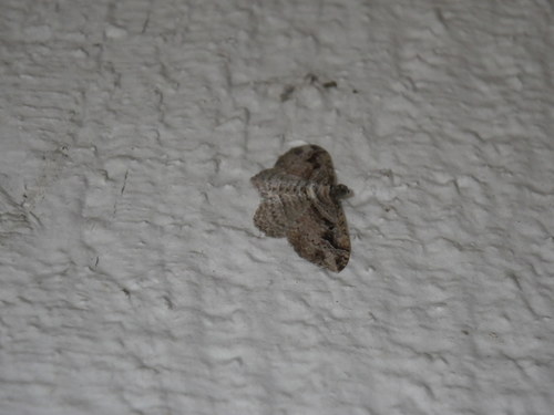Photo of Bent-lined Carpet (Costaconvexa centrostrigaria)