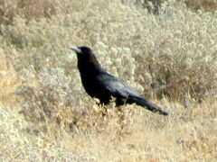 Corvus capensis kordofanensis