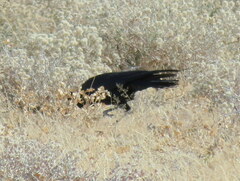 Corvus capensis kordofanensis