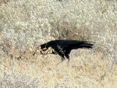 Corvus capensis kordofanensis