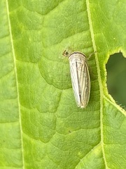 Athysanus argentarius