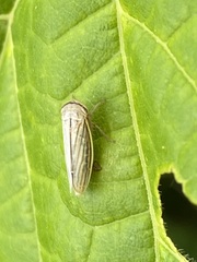 Athysanus argentarius