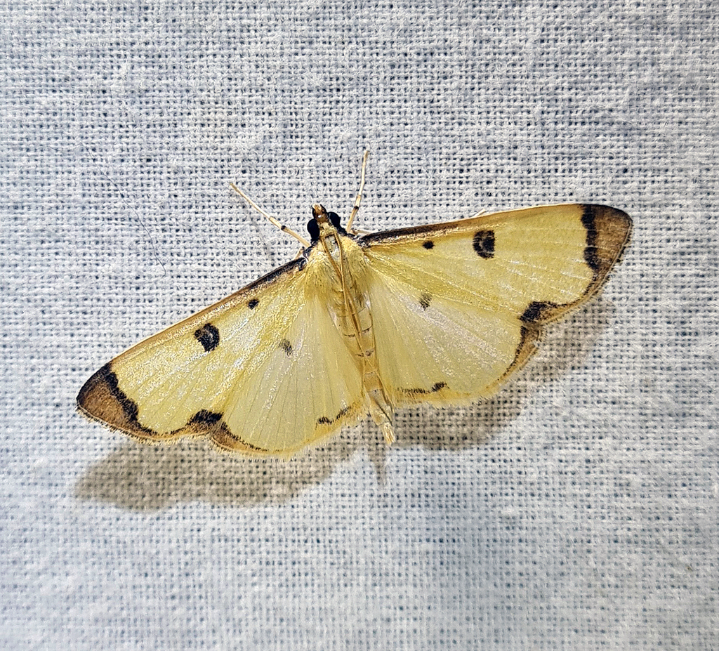 Uncobotyodes patulalis