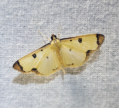 Uncobotyodes patulalis