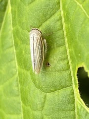 Athysanus argentarius