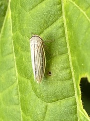 Athysanus argentarius
