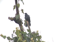 Melanotis caerulescens