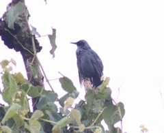 Melanotis caerulescens