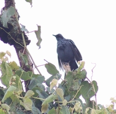 Melanotis caerulescens