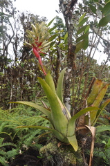 Aechmea dactylina