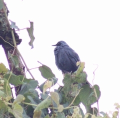 Melanotis caerulescens