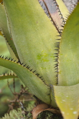 Aechmea dactylina