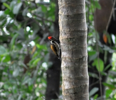 Dinopium benghalense