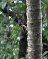 Dinopium benghalense