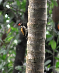 Dinopium benghalense