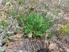 Oxytropis caespitosa