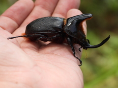 Heterogomphus schoenherri