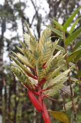 Aechmea dactylina